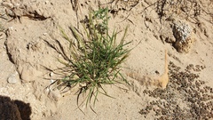 Aristida adscensionis