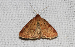 Photedes minima