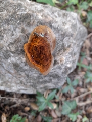 Phellinus pomaceus