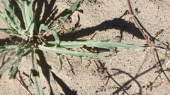 Baileya pauciradiata