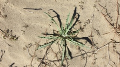 Baileya pauciradiata