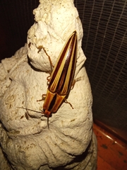 Semiotus serraticornis