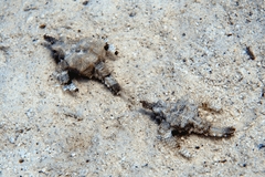 Eurypegasus draconis