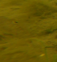 Neogobius melanostomus