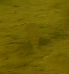 Neogobius melanostomus