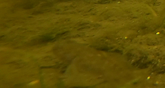 Neogobius melanostomus