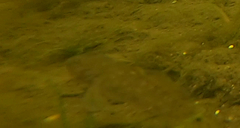 Neogobius melanostomus