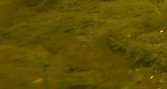 Neogobius melanostomus