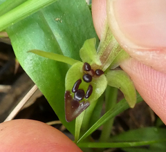 Chiloglottis