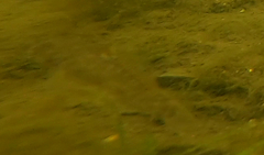 Neogobius melanostomus