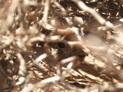 Shipton's Mountain Cavy