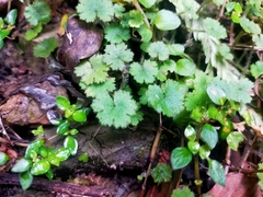 Hydrocotyle moschata