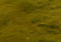 Neogobius melanostomus