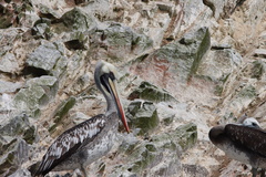 Pelecanus thagus