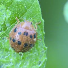 Epilachna tredecimnotata