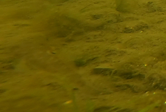 Neogobius melanostomus