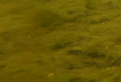 Neogobius melanostomus