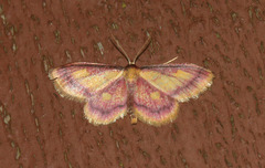 Idaea muricata