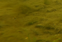 Neogobius melanostomus