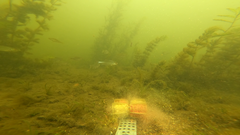 Neogobius melanostomus