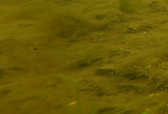 Neogobius melanostomus