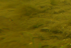 Neogobius melanostomus