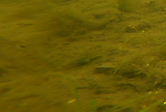 Neogobius melanostomus