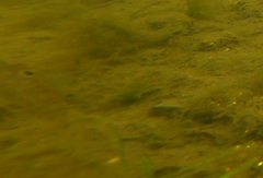 Neogobius melanostomus