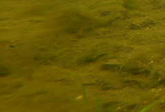 Neogobius melanostomus