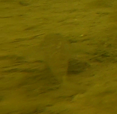 Neogobius melanostomus