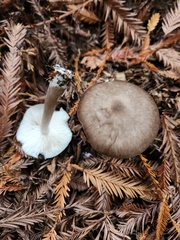 Pluteus exilis
