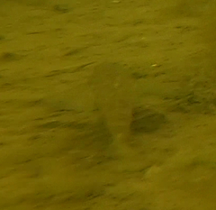 Neogobius melanostomus