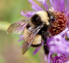 Bombus terricola