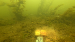 Neogobius melanostomus