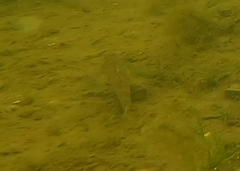 Neogobius melanostomus