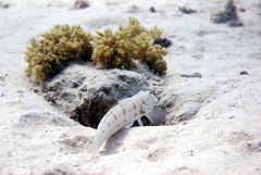 Valenciennea puellaris