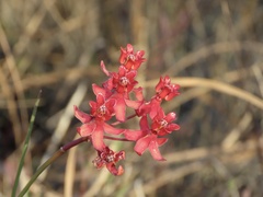 Asclepias lanceolata