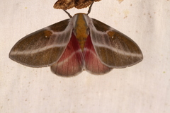 Syssphinx raspa