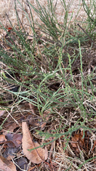 Lygodesmia juncea