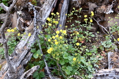 Potentilla asperrima