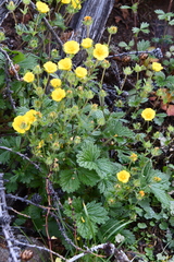 Potentilla asperrima