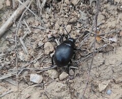 Timarcha goettingensis