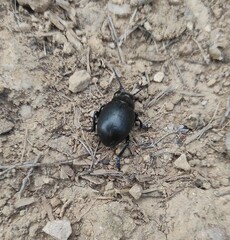 Timarcha goettingensis