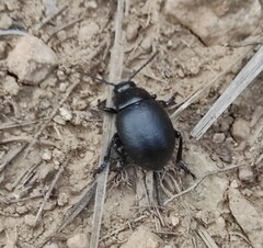 Timarcha goettingensis
