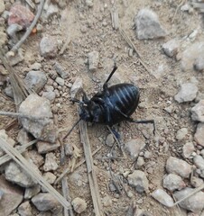 Timarcha goettingensis