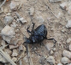 Timarcha goettingensis