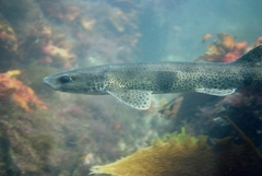 Scyliorhinus canicula