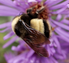 Bombus terricola