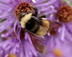 Bombus terricola