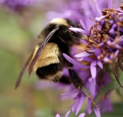 Bombus terricola